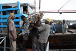 Foto, Bild: aus einer arabischen Dhau im altem Hafen von Mobasa wird Trockenfisch entladen