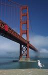 Foto, Bild: Golden Gate Bridge mit Nebel und Möve