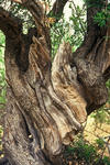 Foto, Bild: Stamm eines alten Olivenbaums