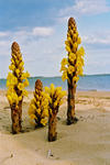 Foto, Bild: Strandkerze in der Algarve