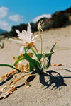 Foto, Bild: Strandblume auf Kreta