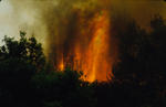 Foto, Bild: Flammen des Waldbrandes